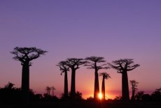 massage kaars Kruiden van Madagascar