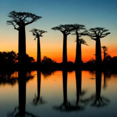 scrubgel" Kruiden van Madagascar"r