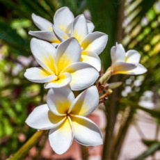 scrubgel Monoi, de schat van Polynesië
