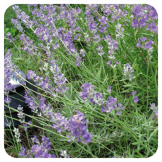 scrubgel lavendel