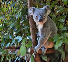 SCRZ-6003 scrubzout eucalyptus - 5 kg