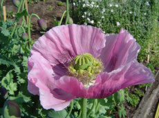 SCRZ-63 scrubzout opium